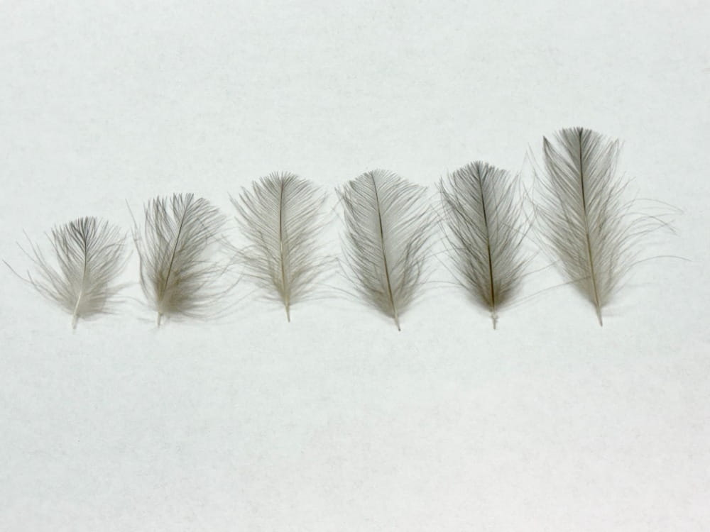 Sorted CDC Feathers